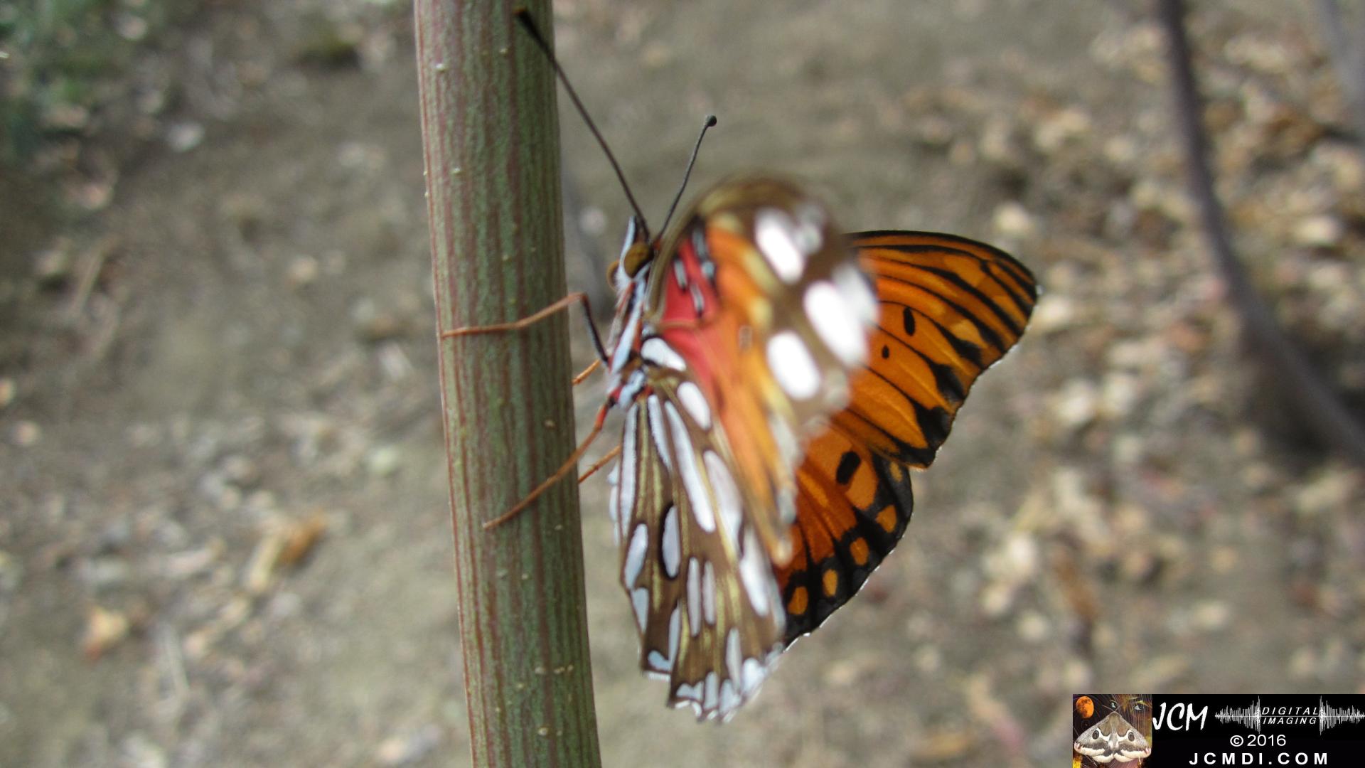 20160919 754 Gulf Fritillary Butterfly Releasing adult on host.jpg
